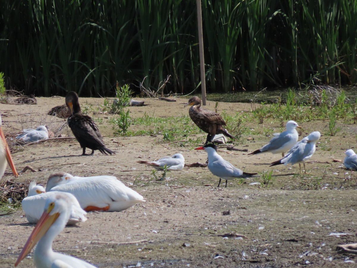 Caspian Tern - ML464975031