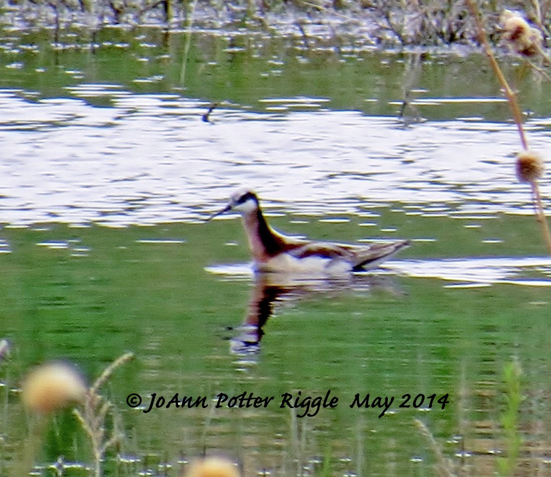 Falaropo Tricolor - ML46497641