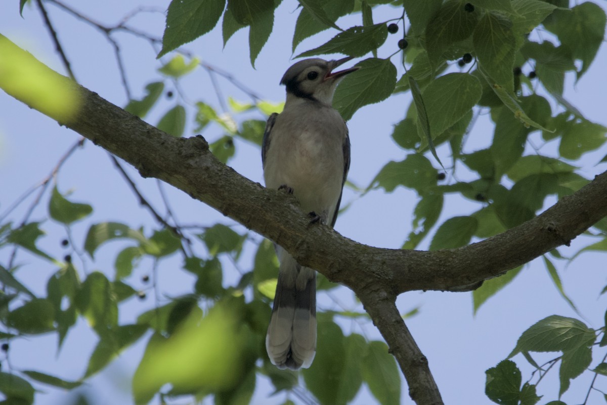 Blue Jay - ML464977211