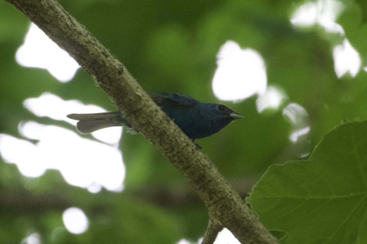 Indigo Bunting - ML464977241
