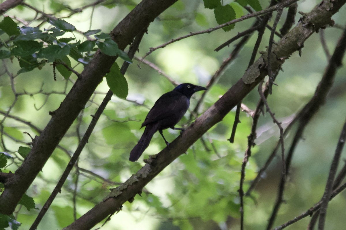 Common Grackle - ML464977261