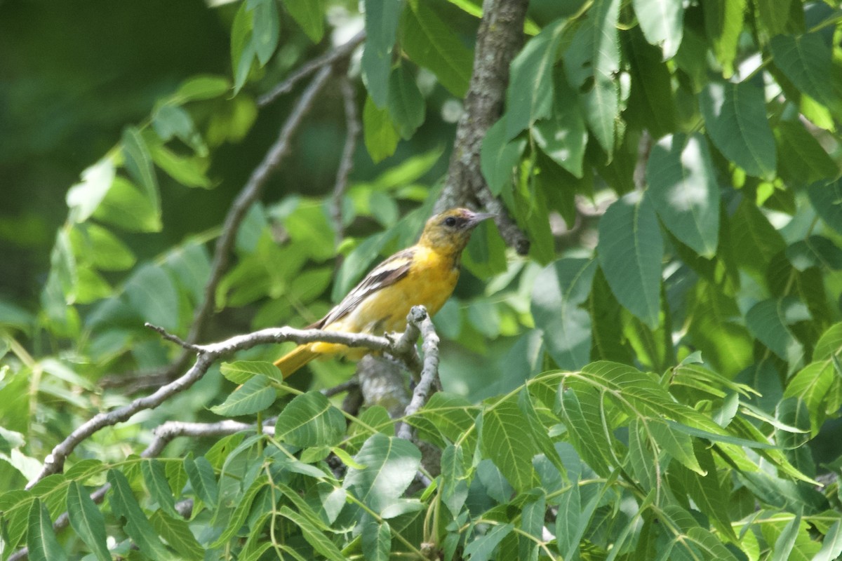 Baltimore Oriole - ML464977341