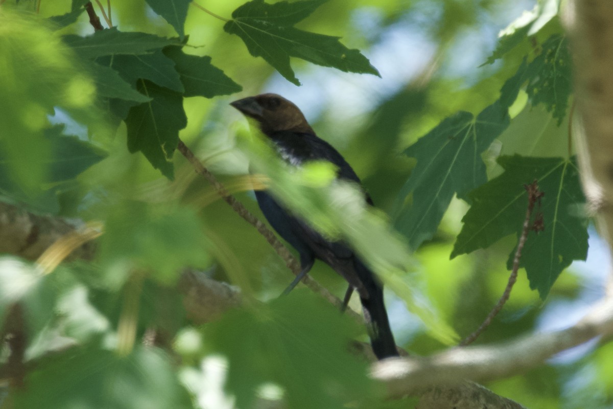 Brown-headed Cowbird - ML464977351