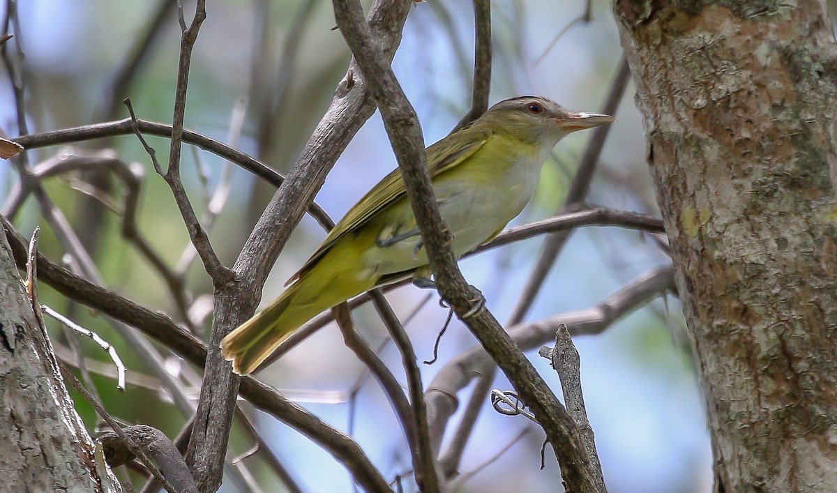 Sarı Böğürlü Vireo - ML464977631