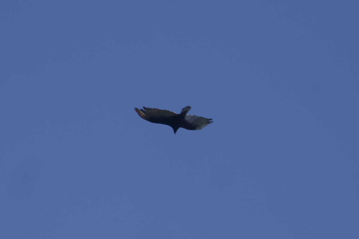 Turkey Vulture - ML464977791