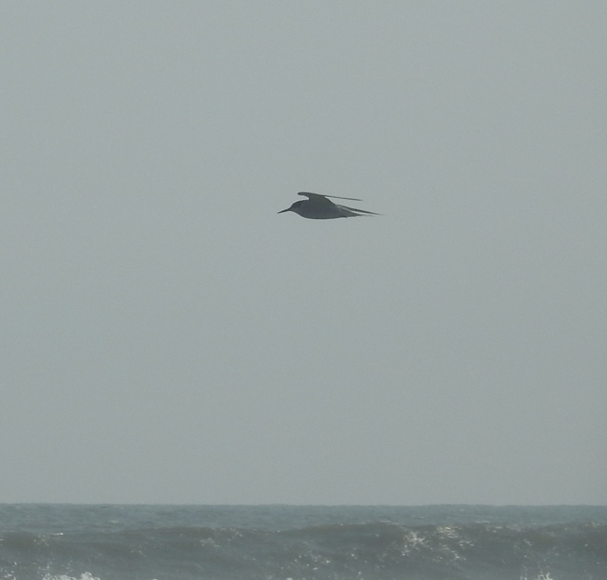 Peruvian Tern - ML464978121