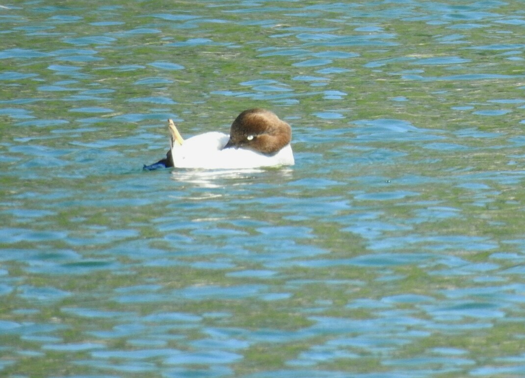 Common Goldeneye - deborah grimes