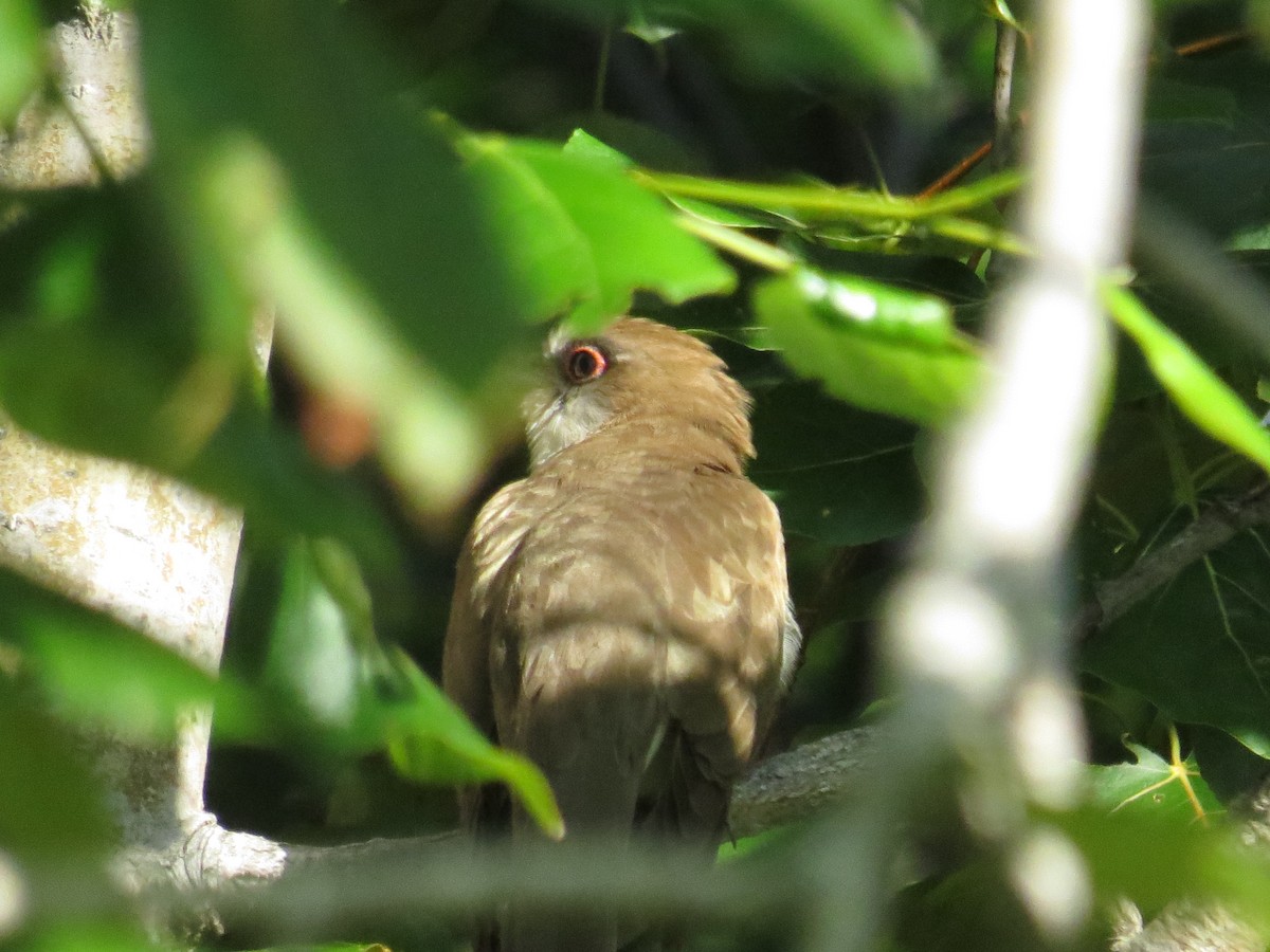 Black-billed Cuckoo - Benjamin Althouse