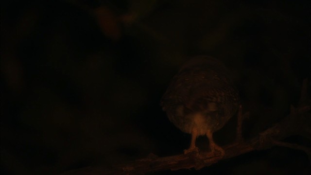 Elf Owl - ML464980