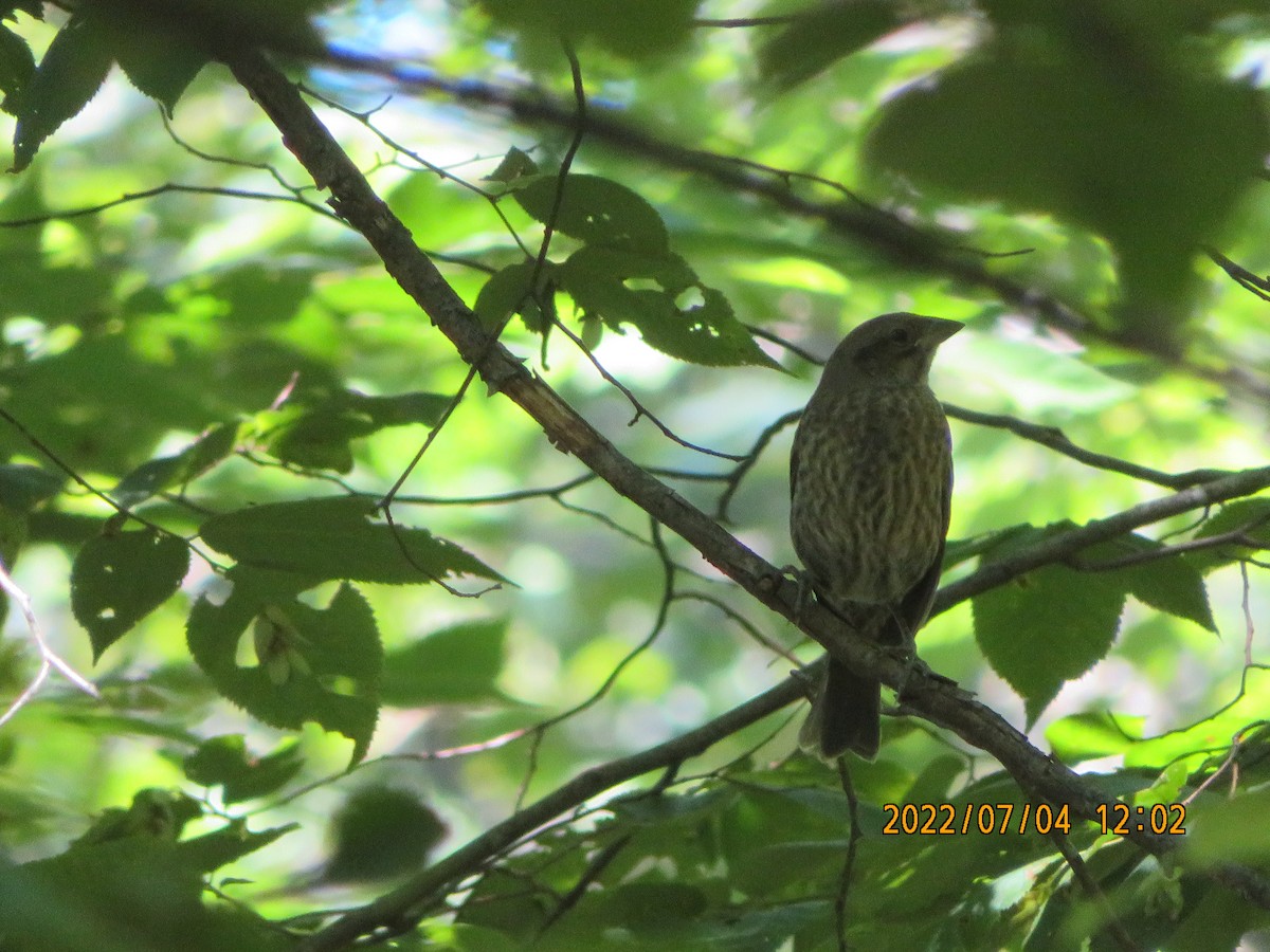 Brown-headed Cowbird - ML464981041