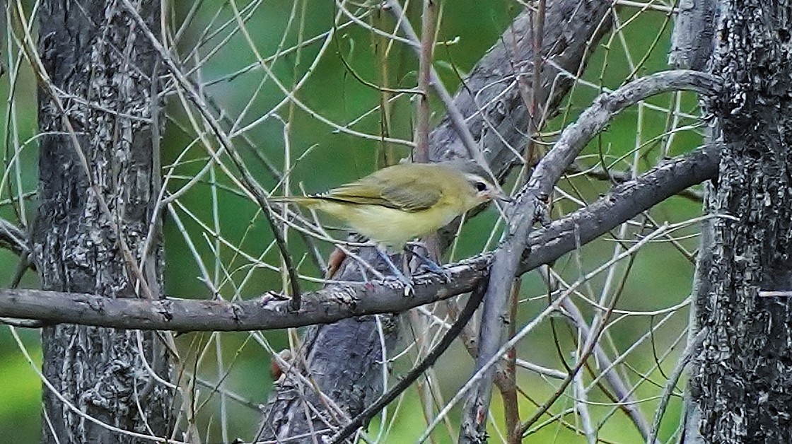 sangvireo - ML464981651