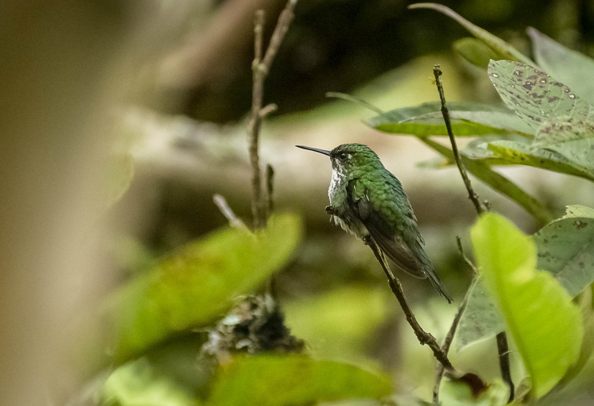 White-booted Racket-tail - Diego Valbuena