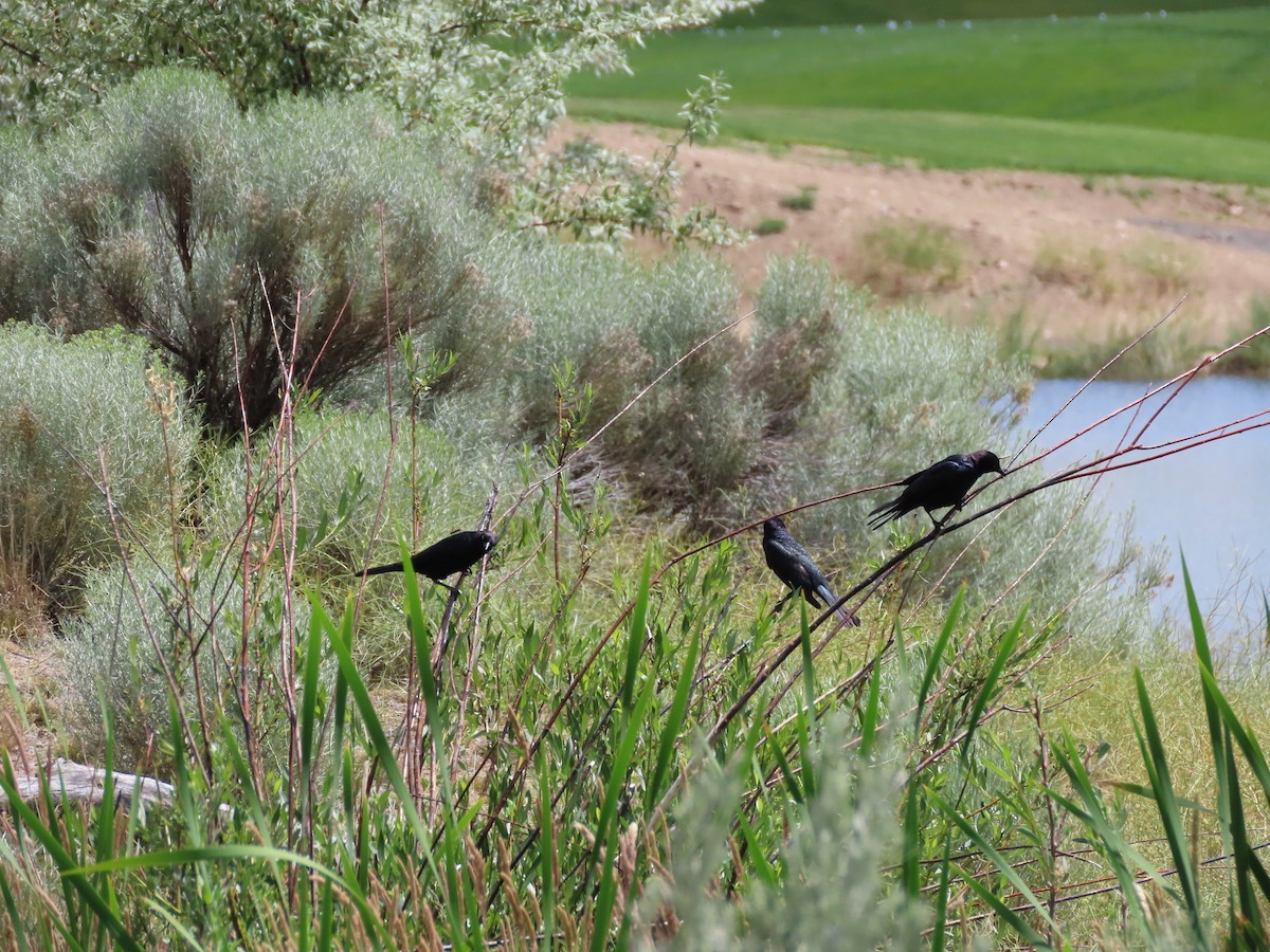 Brewer's Blackbird - ML464981821