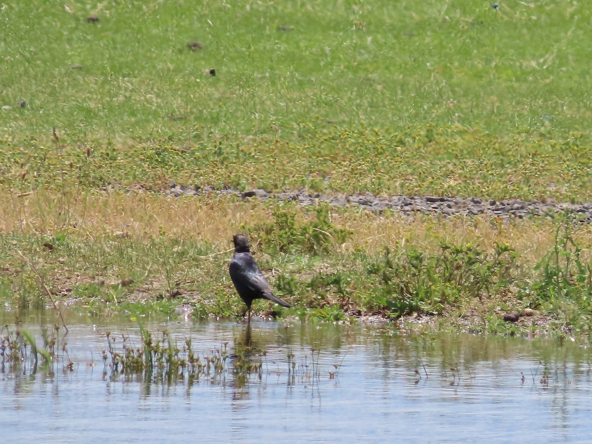 Brewer's Blackbird - ML464981831