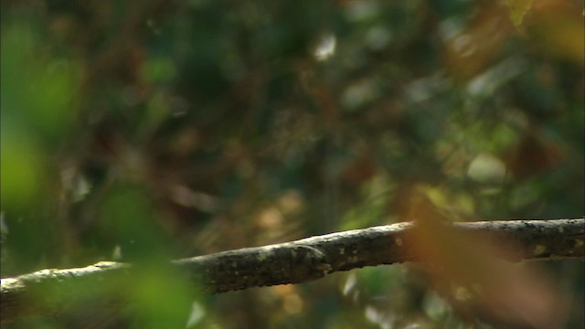 Western Wood-Pewee - ML464982