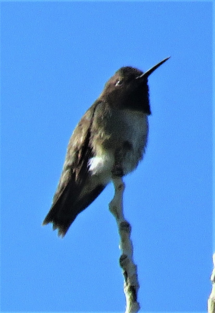 Broad-tailed Hummingbird - ML464983011