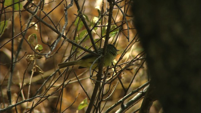 Western Flycatcher (Cordilleran) - ML464984