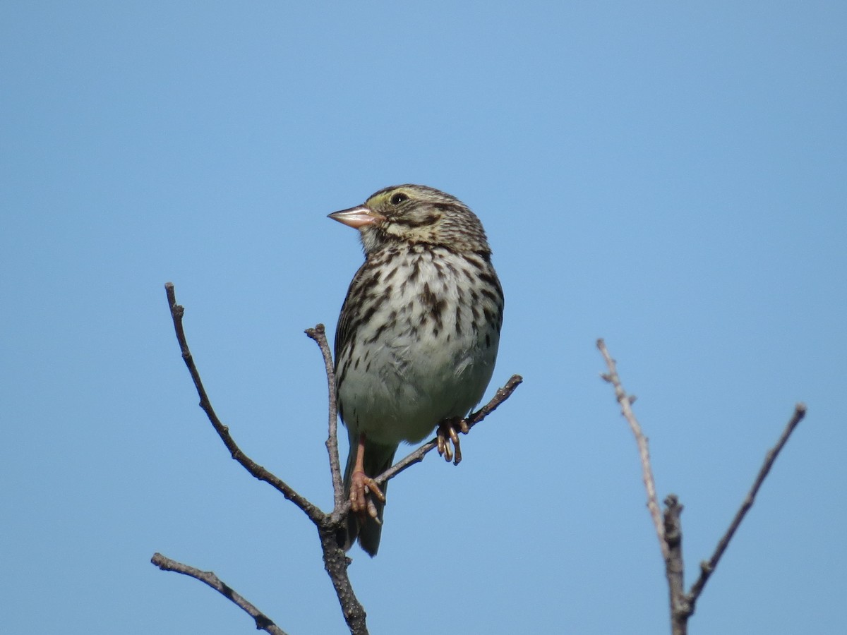 Savannah Sparrow - ML464984221