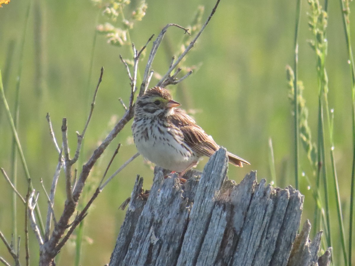 Savannah Sparrow - ML464984231