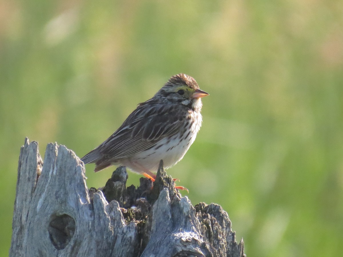 Savannah Sparrow - ML464984241