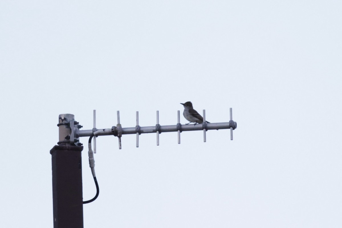 Ash-throated Flycatcher - ML464986091