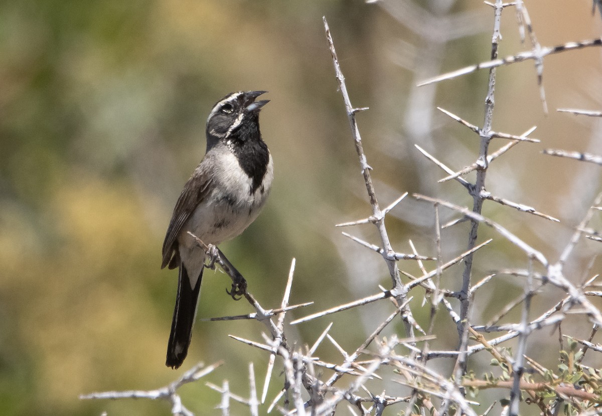 Black-throated Sparrow - ML464987051