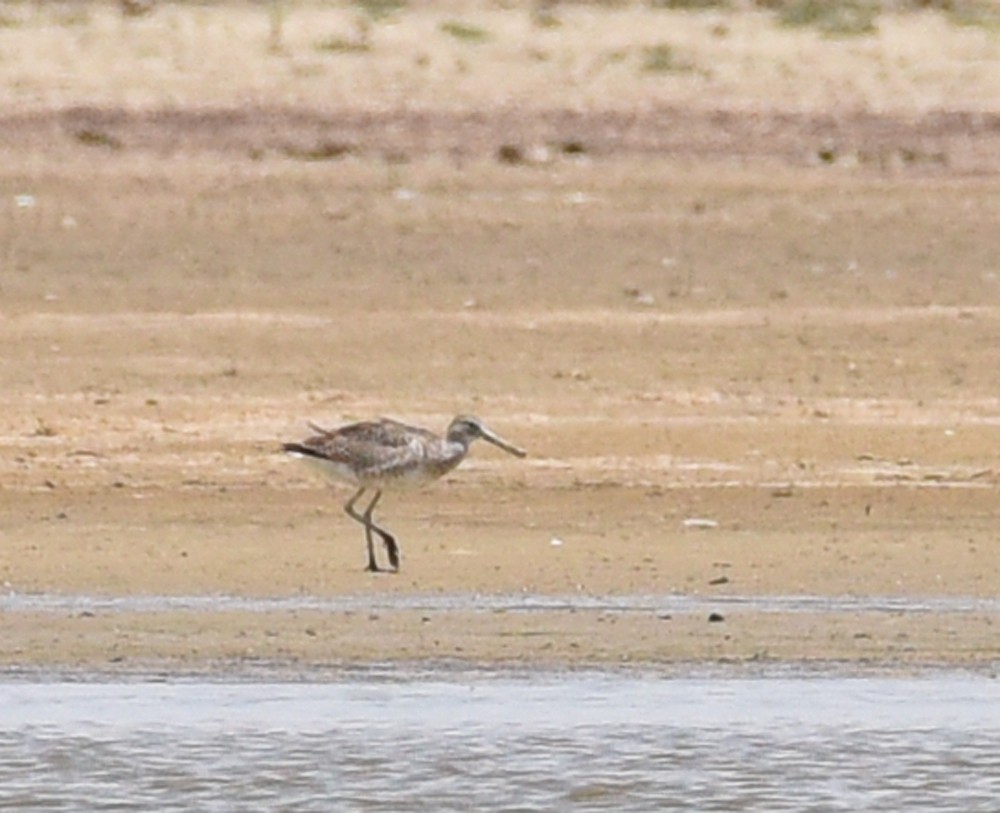 Willet - ML464988021