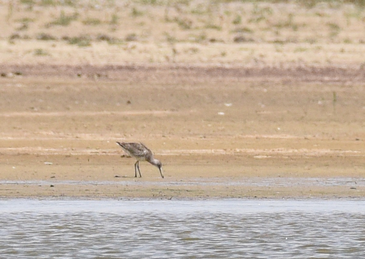 Willet - Steven Mlodinow