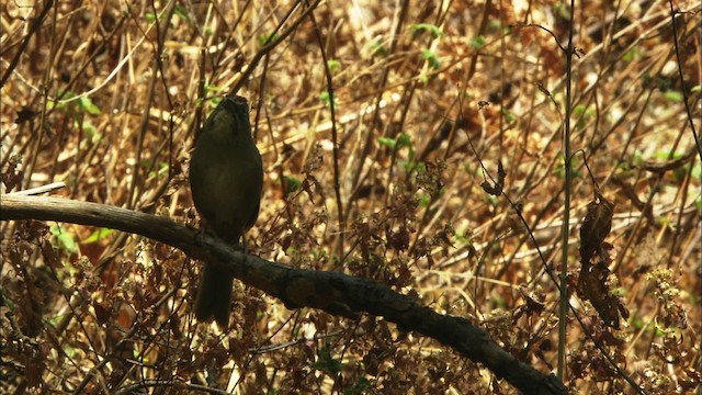 Rusty Sparrow - ML464989