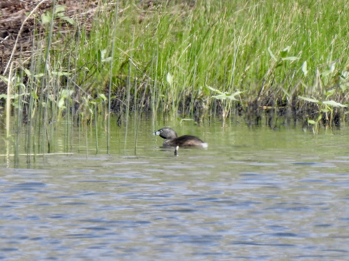 Pied-billed Grebe - ML464990931