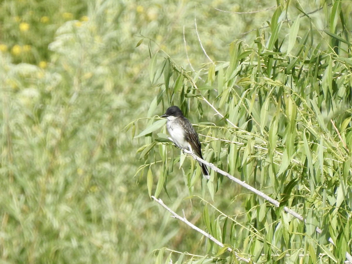 Schieferrücken-Königstyrann - ML464991151