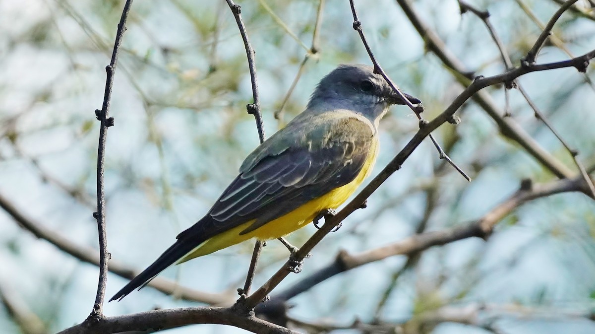 Western Kingbird - ML464991601