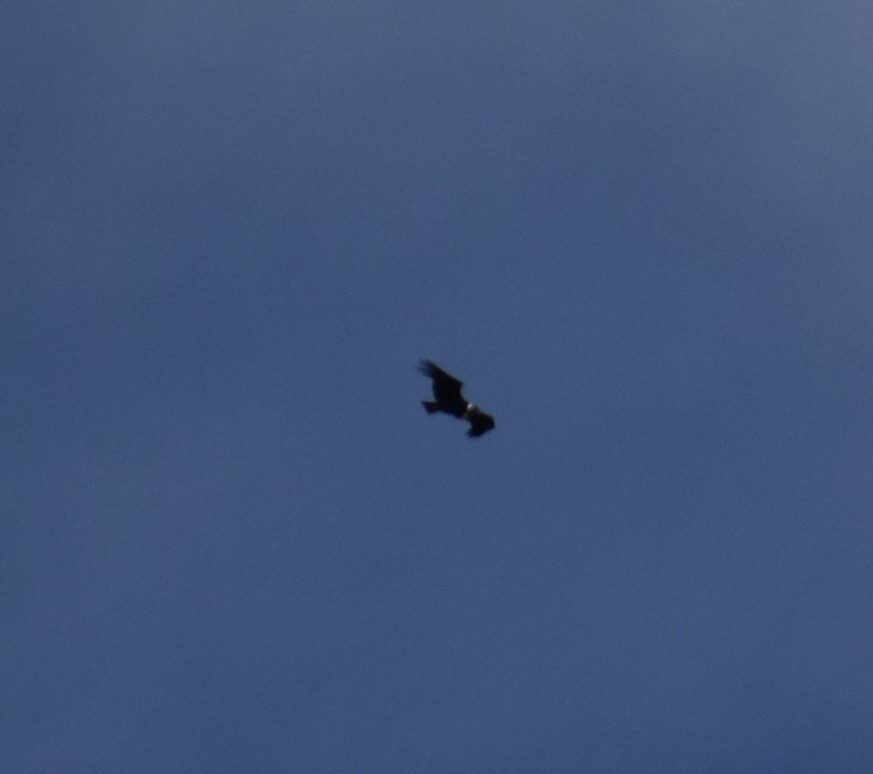 Andean Condor - ML464991961