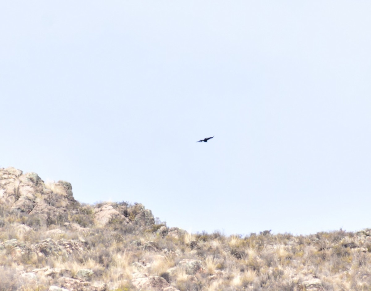 Andean Condor - ML464991971