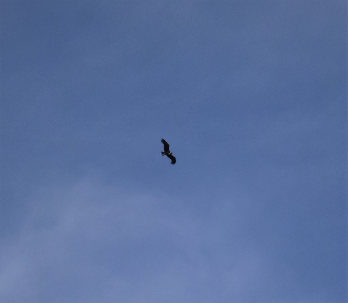 Andean Condor - ML464991981