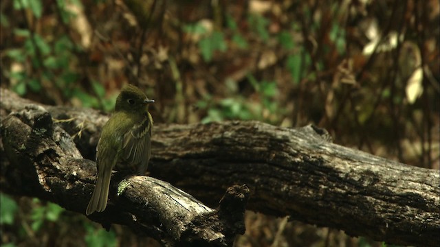 Western Flycatcher (Cordilleran) - ML464992