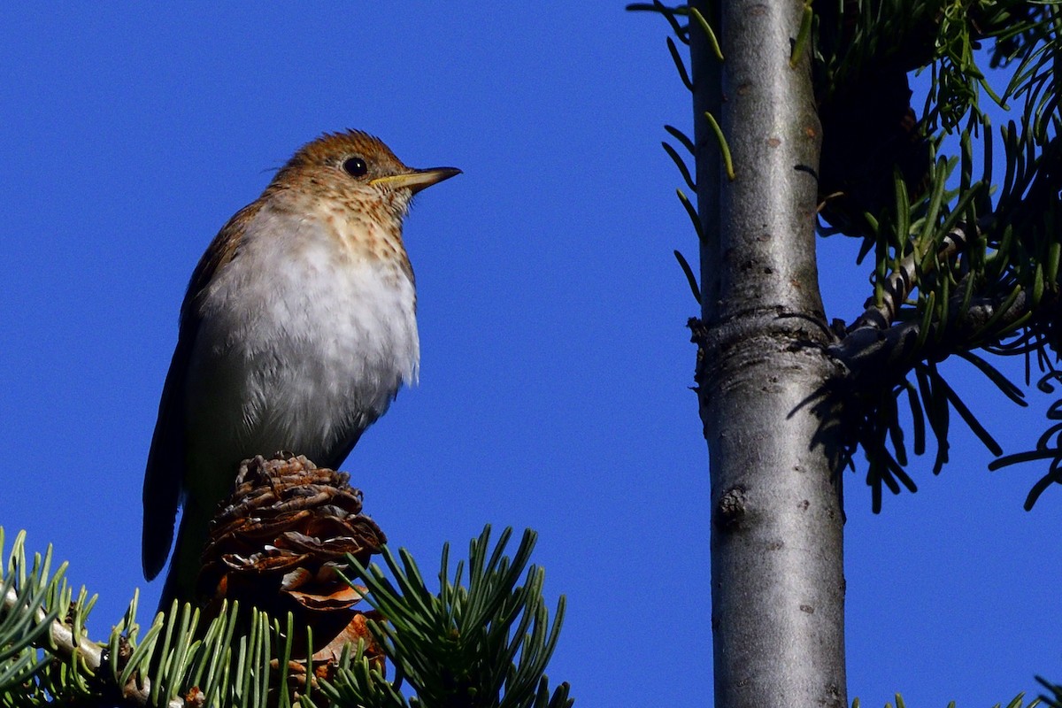 Veery - ML464992581