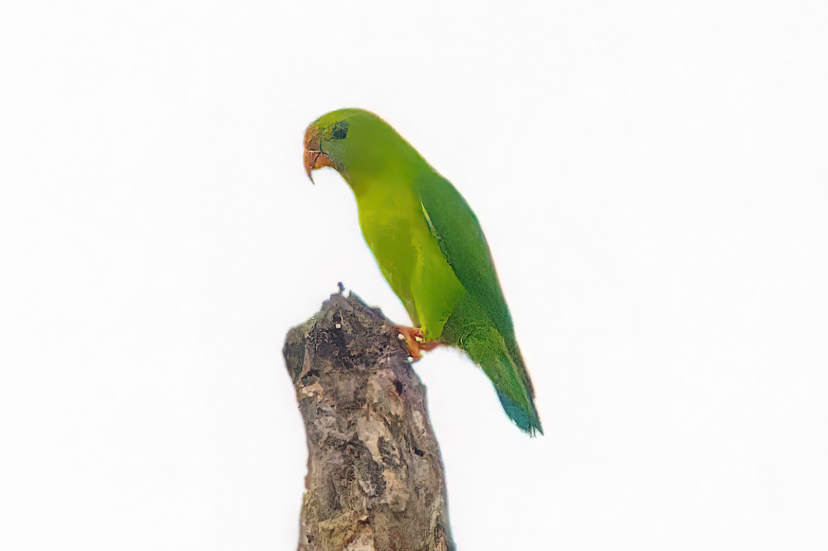 Philippine Hanging-Parrot - ML464992801