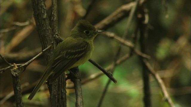 Western Flycatcher (Cordilleran) - ML464993