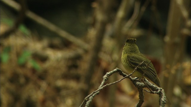 Western Flycatcher (Cordilleran) - ML464994