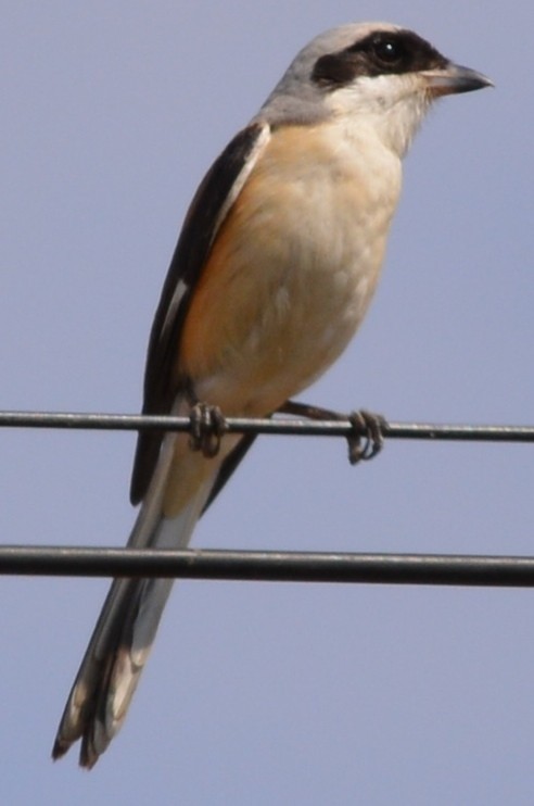 Long-tailed Shrike - ML46499411