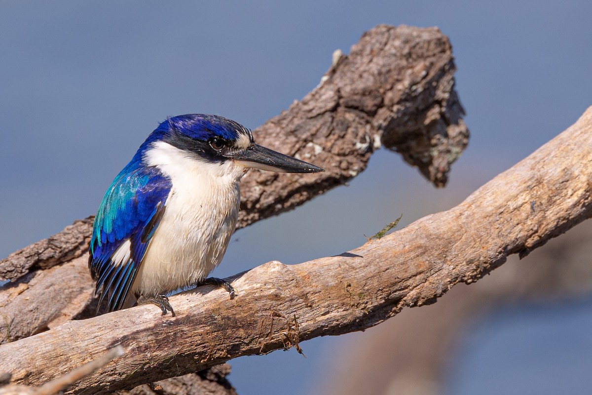 Forest Kingfisher - ML464995381
