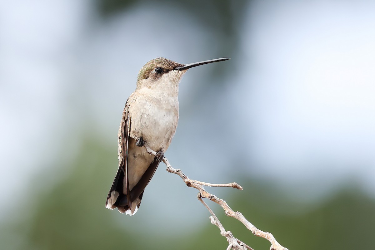 Black-chinned Hummingbird - Garrett Lau
