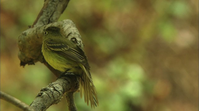 Western Flycatcher (Cordilleran) - ML464997