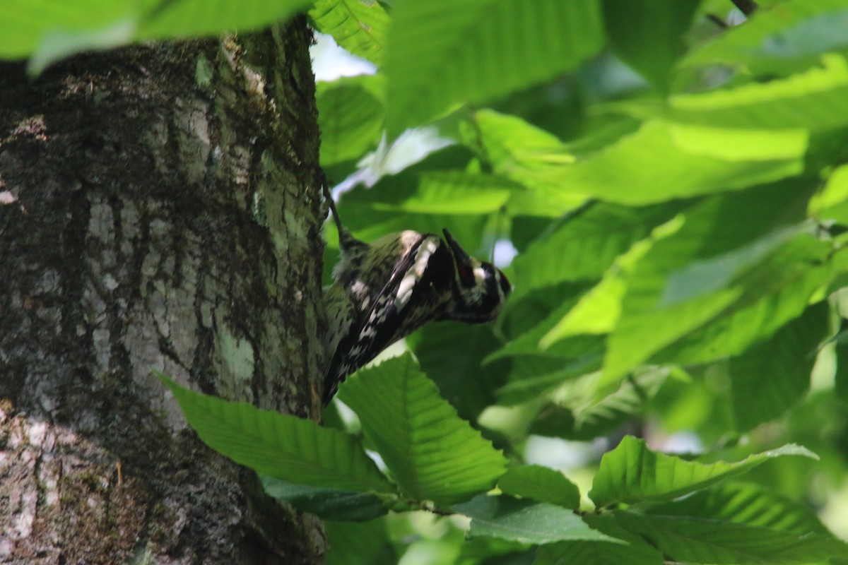 Yellow-bellied Sapsucker - ML464997781