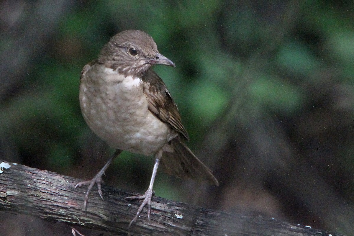 White-throated Thrush - ML464998471