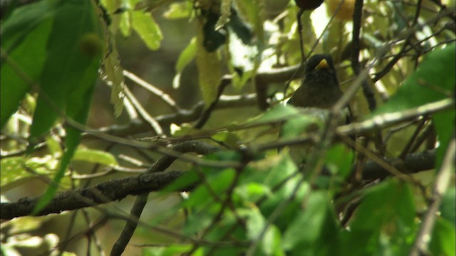 Trogon élégant (groupe ambiguus) - ML464999