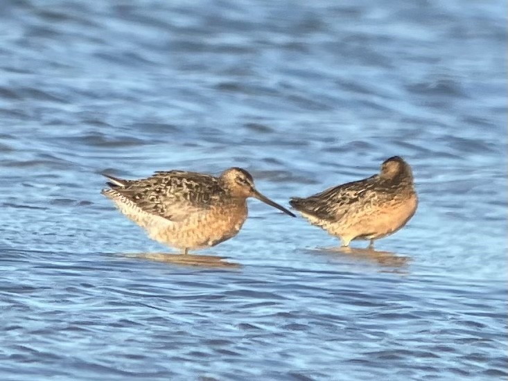 Short-billed Dowitcher - ML464999761