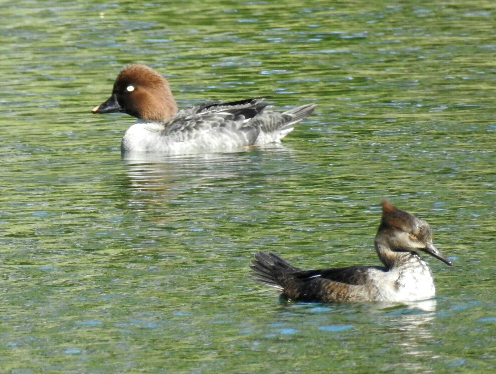 Hooded Merganser - deborah grimes