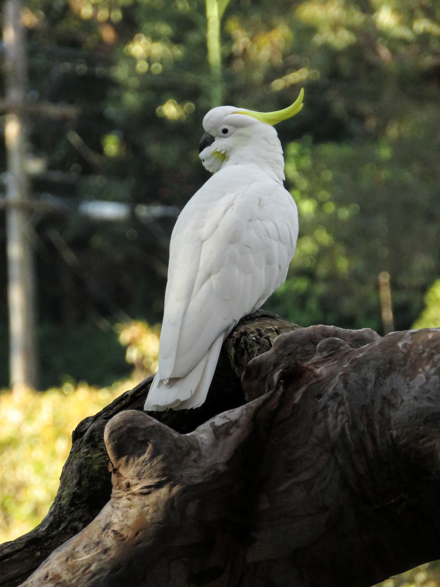 Sulphur-crested Cockatoo - Jorge Peláez Blanco